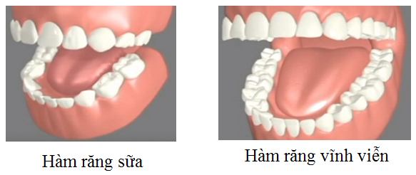 Quá trình mọc răng sữa và thay răng ở trẻ Ham-rang-sua-nha-khoa-drhung