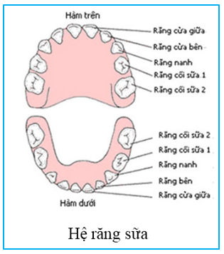 Quá trình mọc răng sữa và thay răng ở trẻ He-rang-sua-nha-khoa-drhung